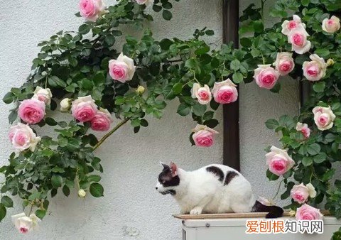 12 种植花卉土怎么配,【养花必看】园艺小知识——用了这样的配土,草花只能越长越好