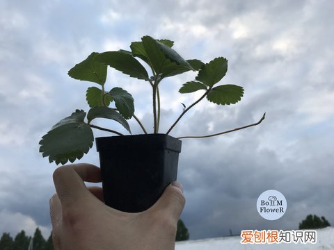 12 种植花卉土怎么配,【养花必看】园艺小知识——用了这样的配土,草花只能越长越好