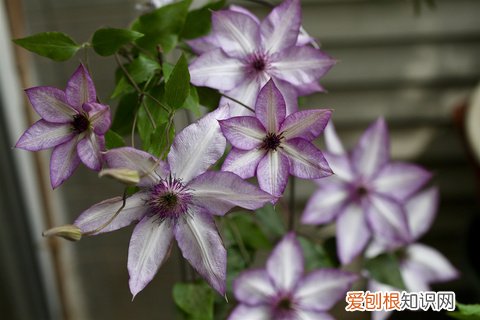 12 种植花卉土怎么配,【养花必看】园艺小知识——用了这样的配土,草花只能越长越好