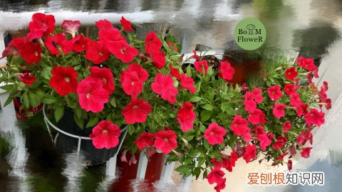 12 种植花卉土怎么配,【养花必看】园艺小知识——用了这样的配土,草花只能越长越好