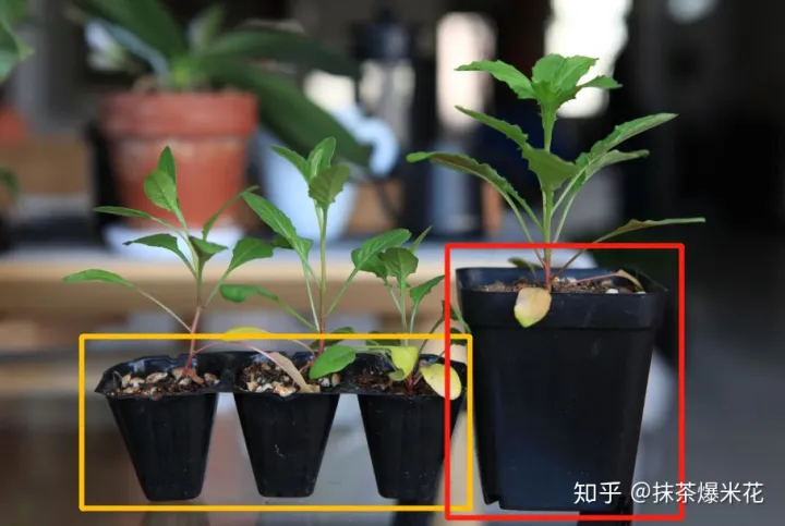 12 种植花卉土怎么配,【养花必看】园艺小知识——用了这样的配土,草花只能越长越好