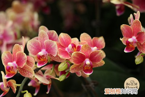 12 种植花卉土怎么配,【养花必看】园艺小知识——用了这样的配土,草花只能越长越好