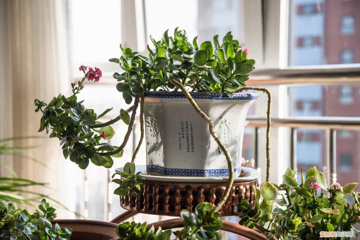 养花经验窍门大全,5个养花小技巧,既简单又实用,养花小白也不愁