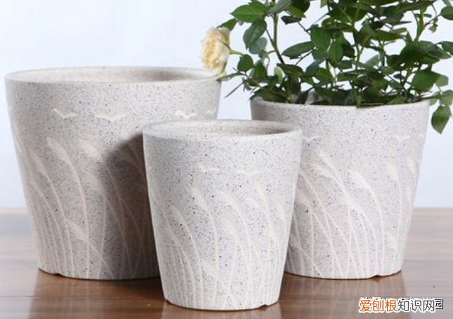 养花基本常识图片，新手花友急需掌握的5点养花技巧，从此告别植物杀死