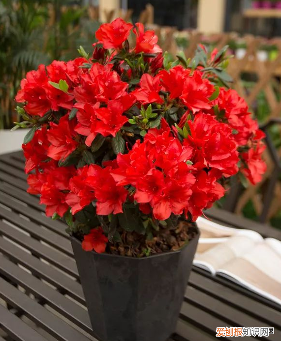 养花基本常识图片，新手花友急需掌握的5点养花技巧，从此告别植物杀死