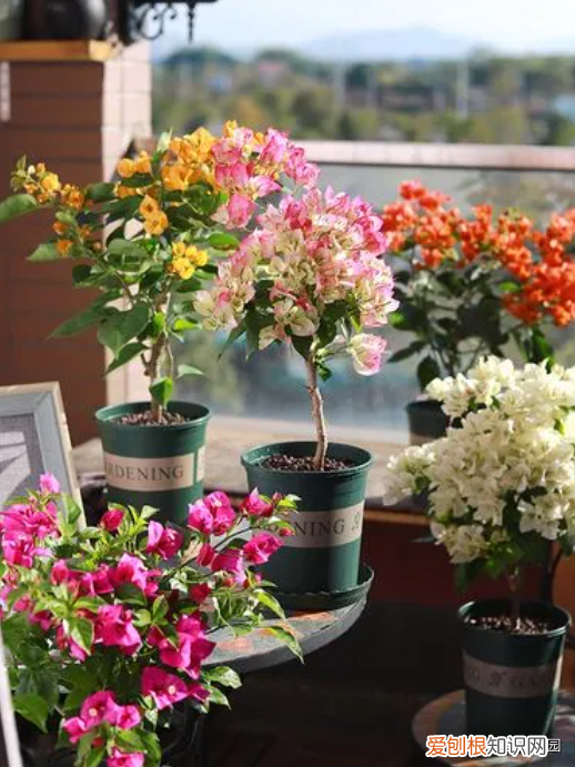 养花基本常识图片，新手花友急需掌握的5点养花技巧，从此告别植物杀死