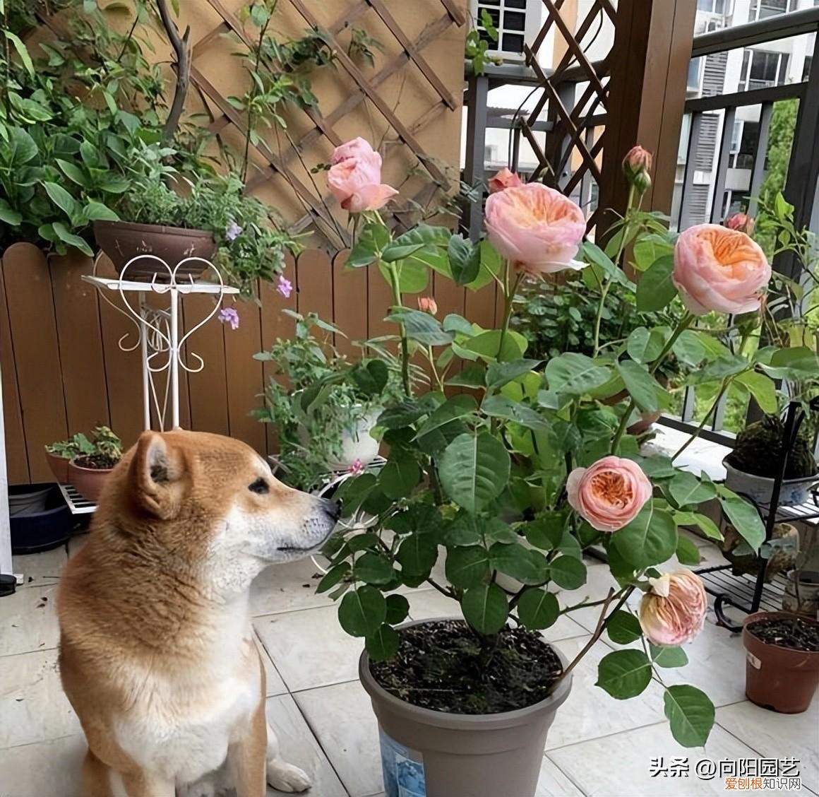 养花养出一个好心情,养花要有基本功,养死几棵很正常,端正心态,积攒经验