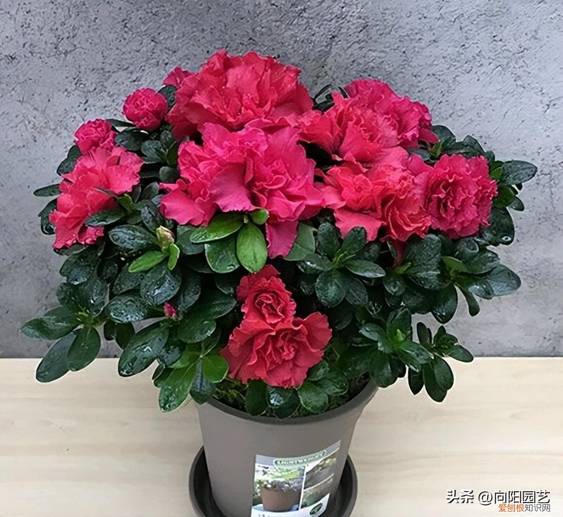 养花养出一个好心情,养花要有基本功,养死几棵很正常,端正心态,积攒经验