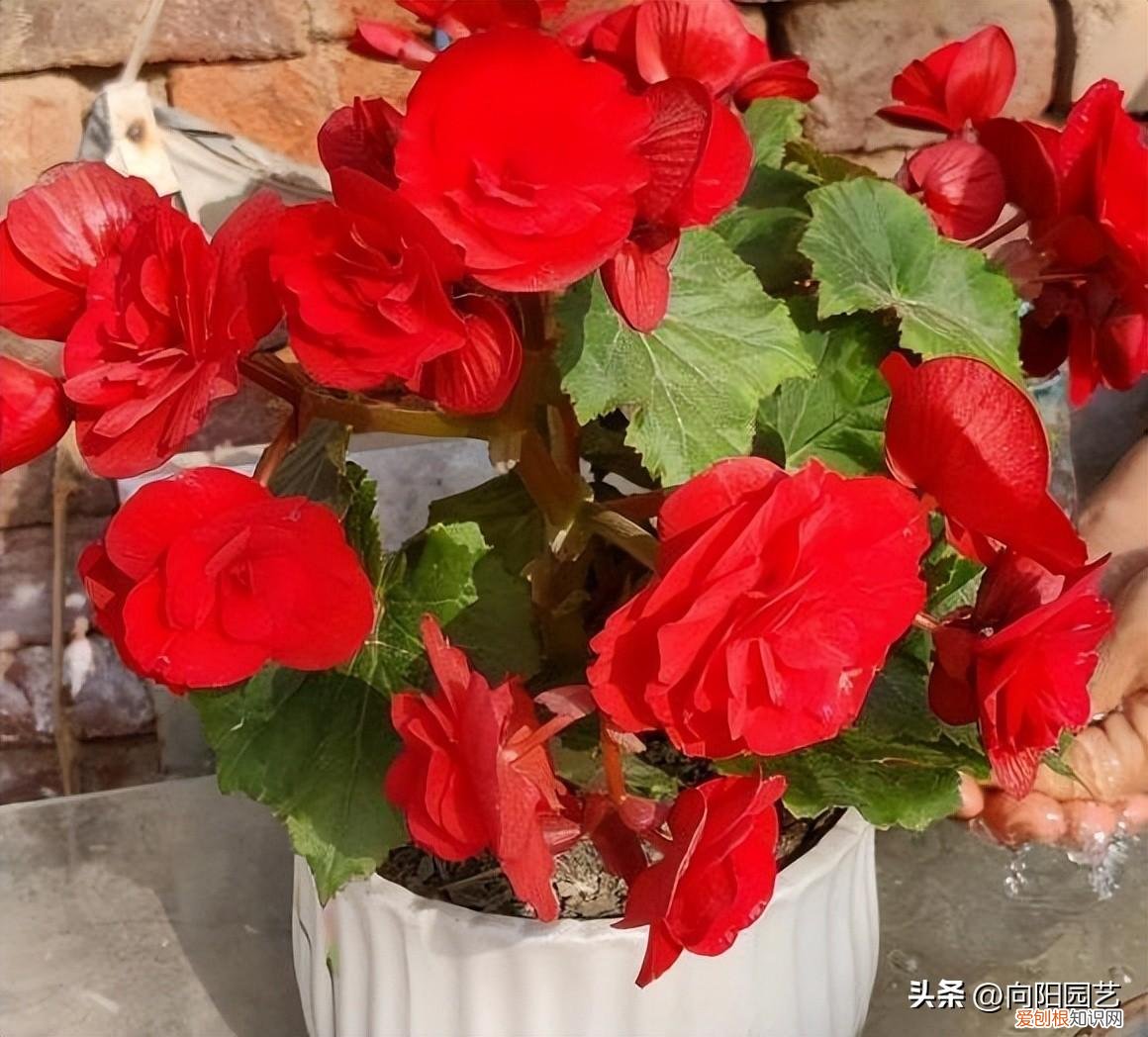 养花养出一个好心情,养花要有基本功,养死几棵很正常,端正心态,积攒经验