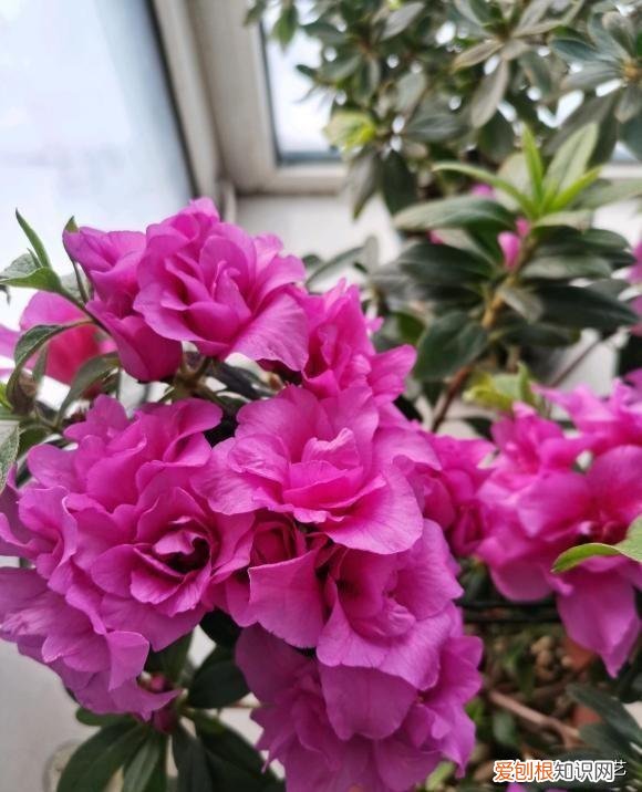 养花养出一个好心情,养花要有基本功,养死几棵很正常,端正心态,积攒经验