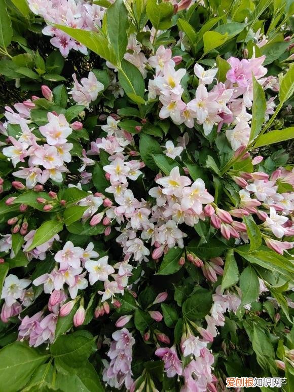 养花养出一个好心情,养花要有基本功,养死几棵很正常,端正心态,积攒经验