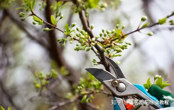 花卉的种植与修剪视频教学，养花知识教程丨花卉植物要怎么修剪？