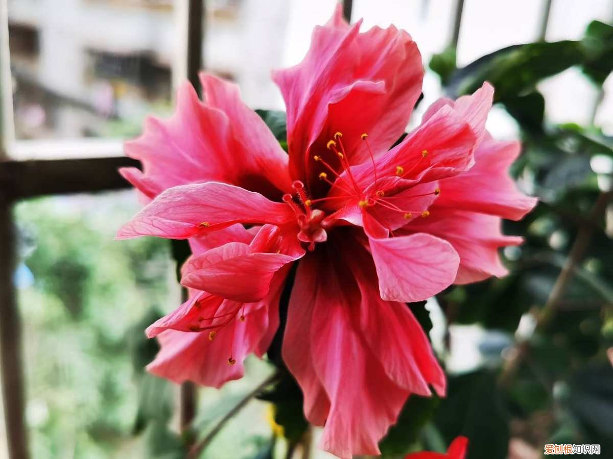 家庭养花浇水技巧视频大全,养花浇水有“6方法、7禁忌”,赶紧看看