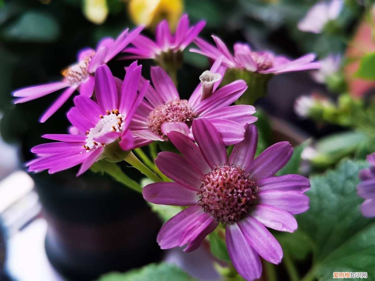 家庭养花浇水技巧视频大全,养花浇水有“6方法、7禁忌”,赶紧看看