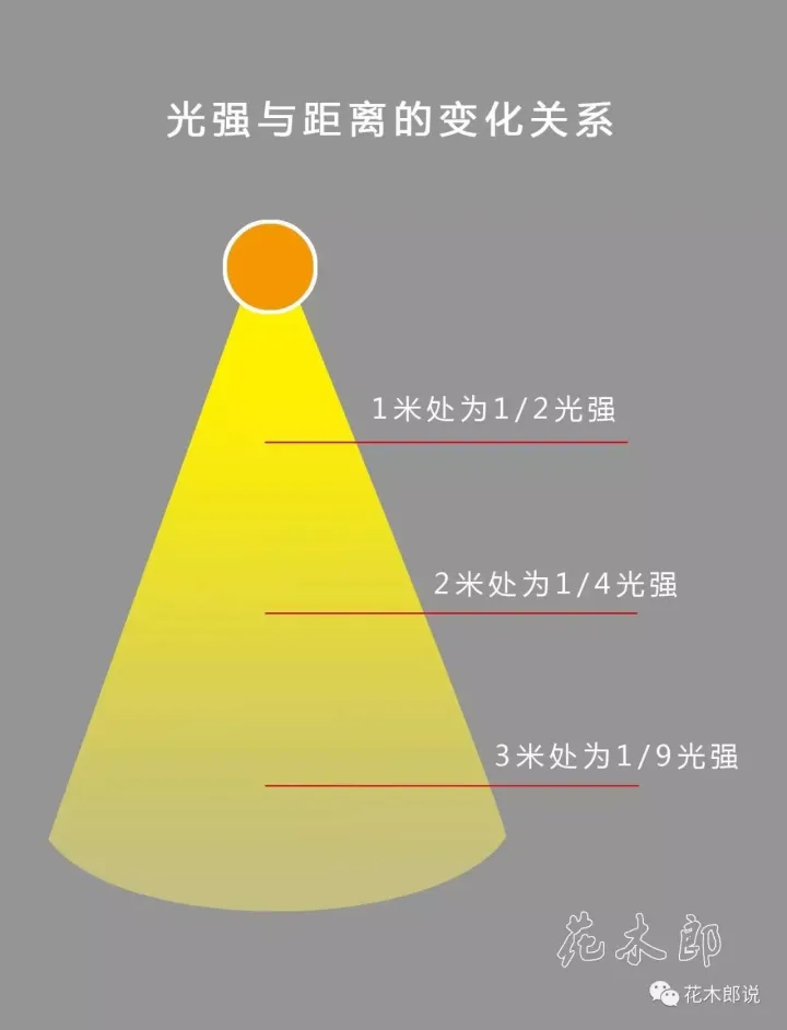 光照不强适合养什么植物，养花入门：正确分辨光照强弱，是你养好植物的前提