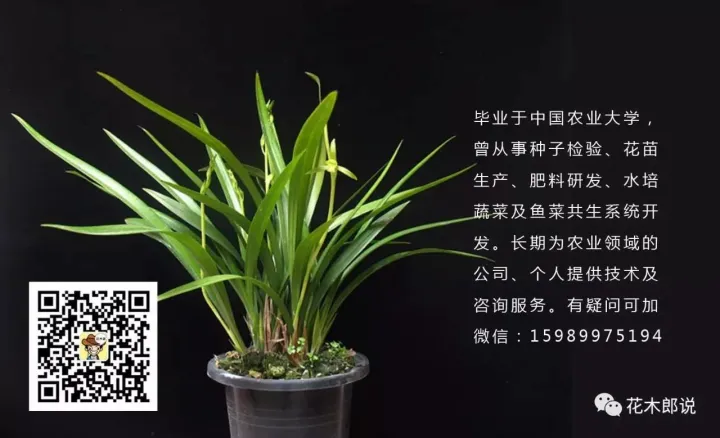 光照不强适合养什么植物，养花入门：正确分辨光照强弱，是你养好植物的前提