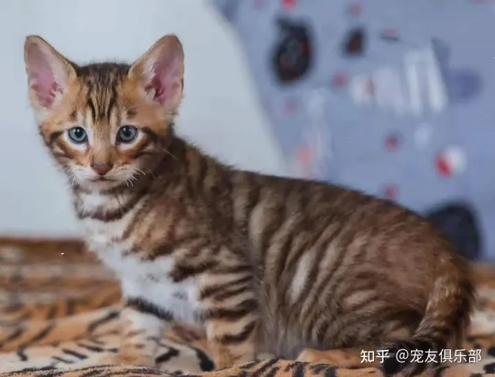 猫品种大全图片名字 图鉴，72种猫咪品种大全图片及介绍 |