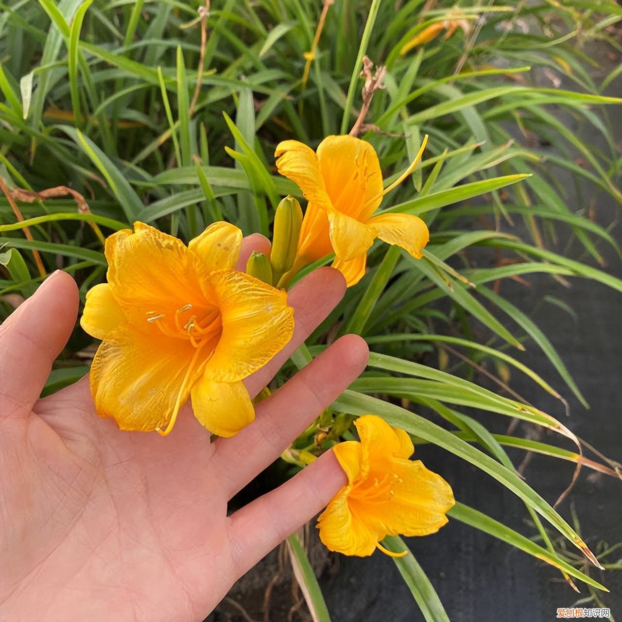 怎么样让植物开花，掌握6个养花小技巧，开花更多更美更鲜艳，花儿朵朵开，好看繁茂