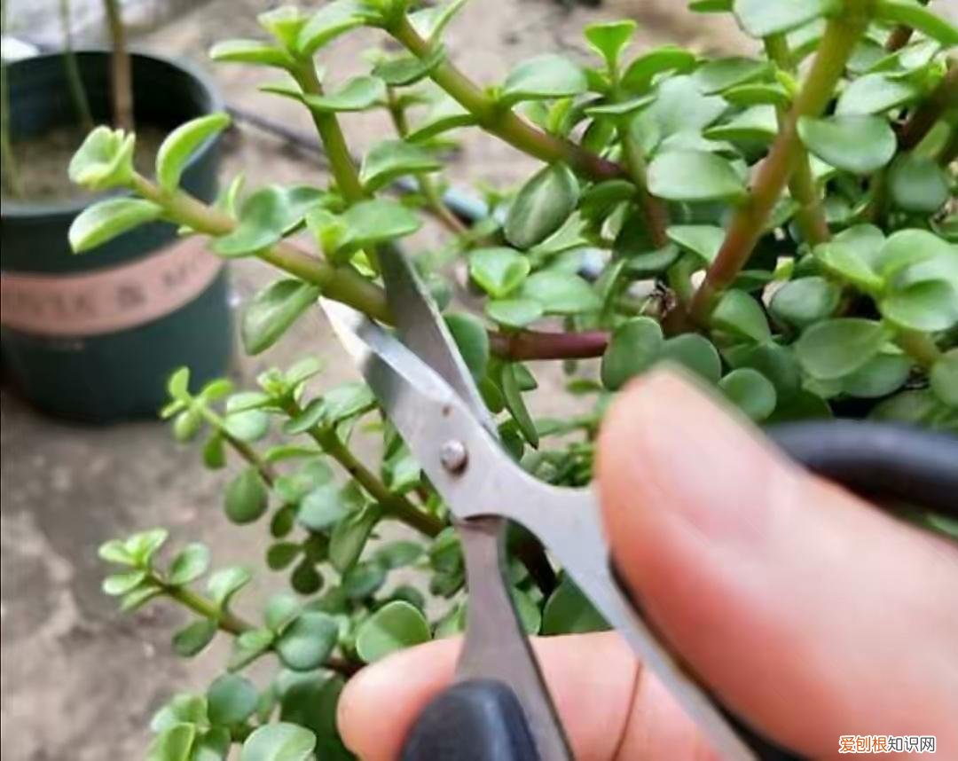 怎么样让植物开花，掌握6个养花小技巧，开花更多更美更鲜艳，花儿朵朵开，好看繁茂