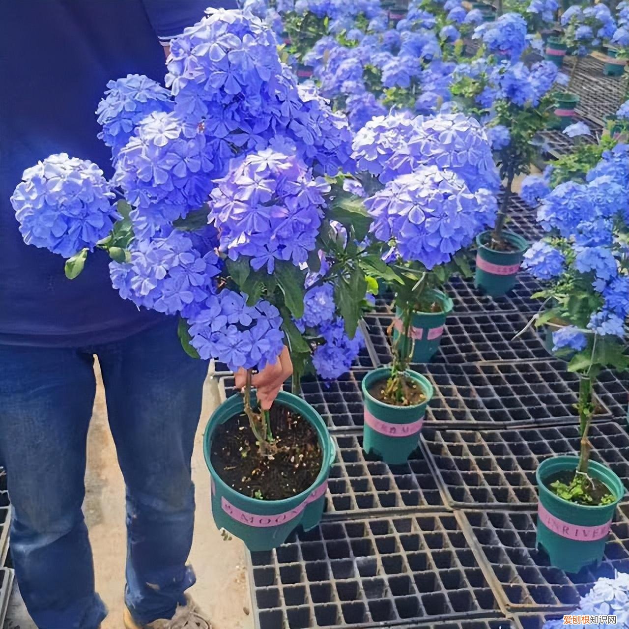 怎么样让植物开花，掌握6个养花小技巧，开花更多更美更鲜艳，花儿朵朵开，好看繁茂