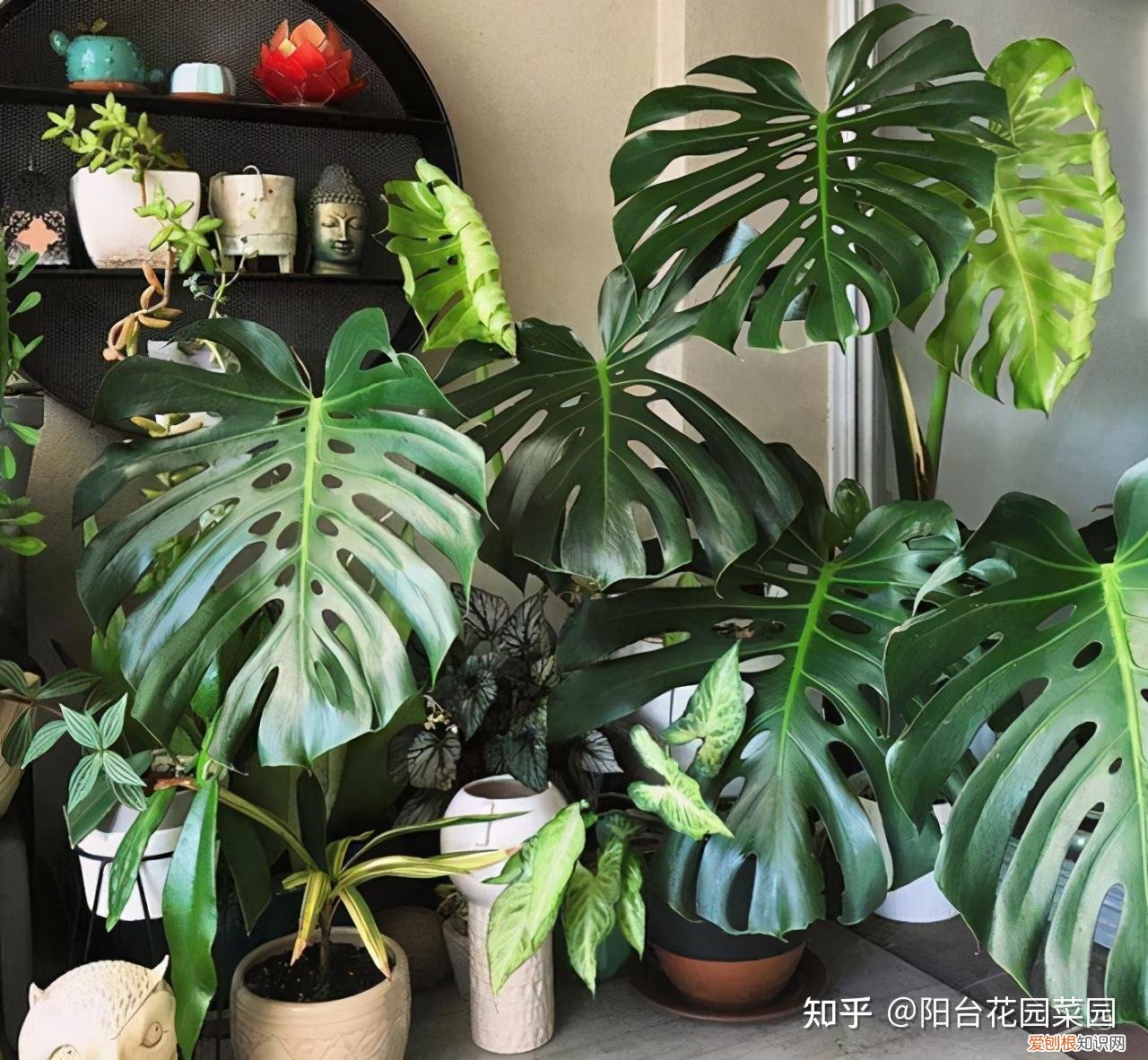 阳台如何种花与盆栽，养花牢记“3口诀”，啥花都能养好，阳台变花园，四季花不败