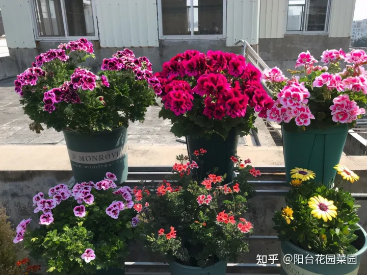 阳台如何种花与盆栽，养花牢记“3口诀”，啥花都能养好，阳台变花园，四季花不败