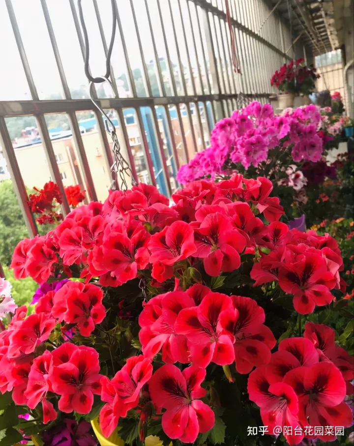 阳台如何种花与盆栽，养花牢记“3口诀”，啥花都能养好，阳台变花园，四季花不败