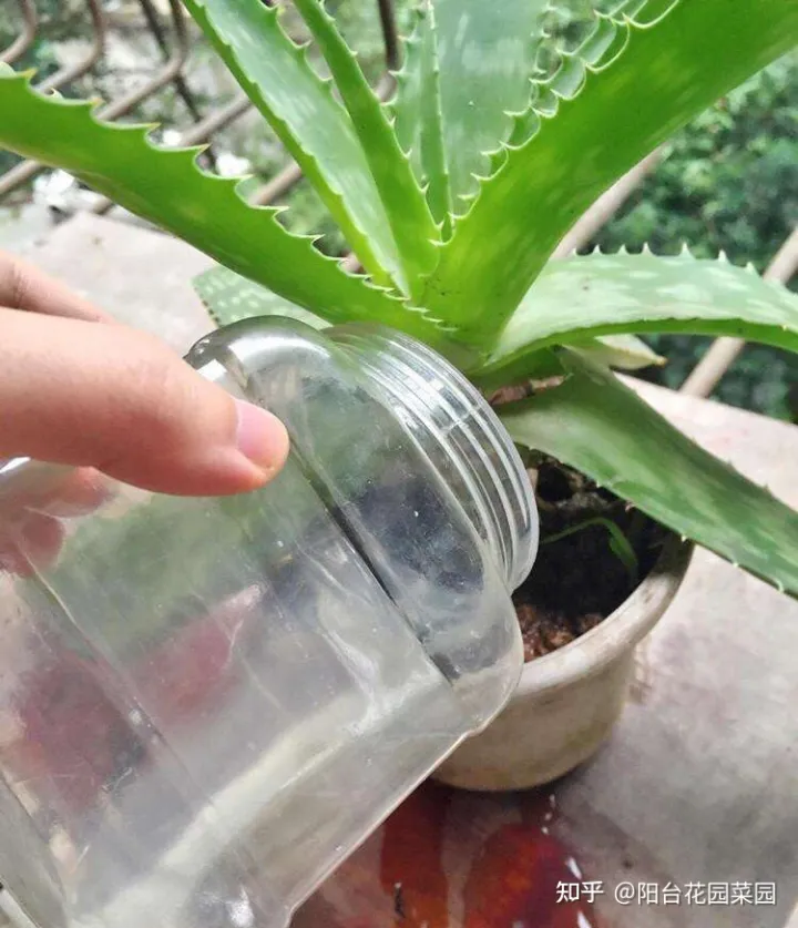 阳台如何种花与盆栽，养花牢记“3口诀”，啥花都能养好，阳台变花园，四季花不败