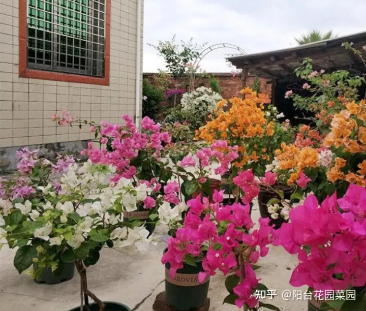 阳台如何种花与盆栽，养花牢记“3口诀”，啥花都能养好，阳台变花园，四季花不败