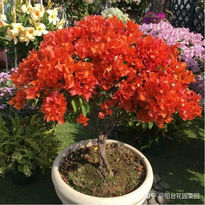 阳台如何种花与盆栽，养花牢记“3口诀”，啥花都能养好，阳台变花园，四季花不败