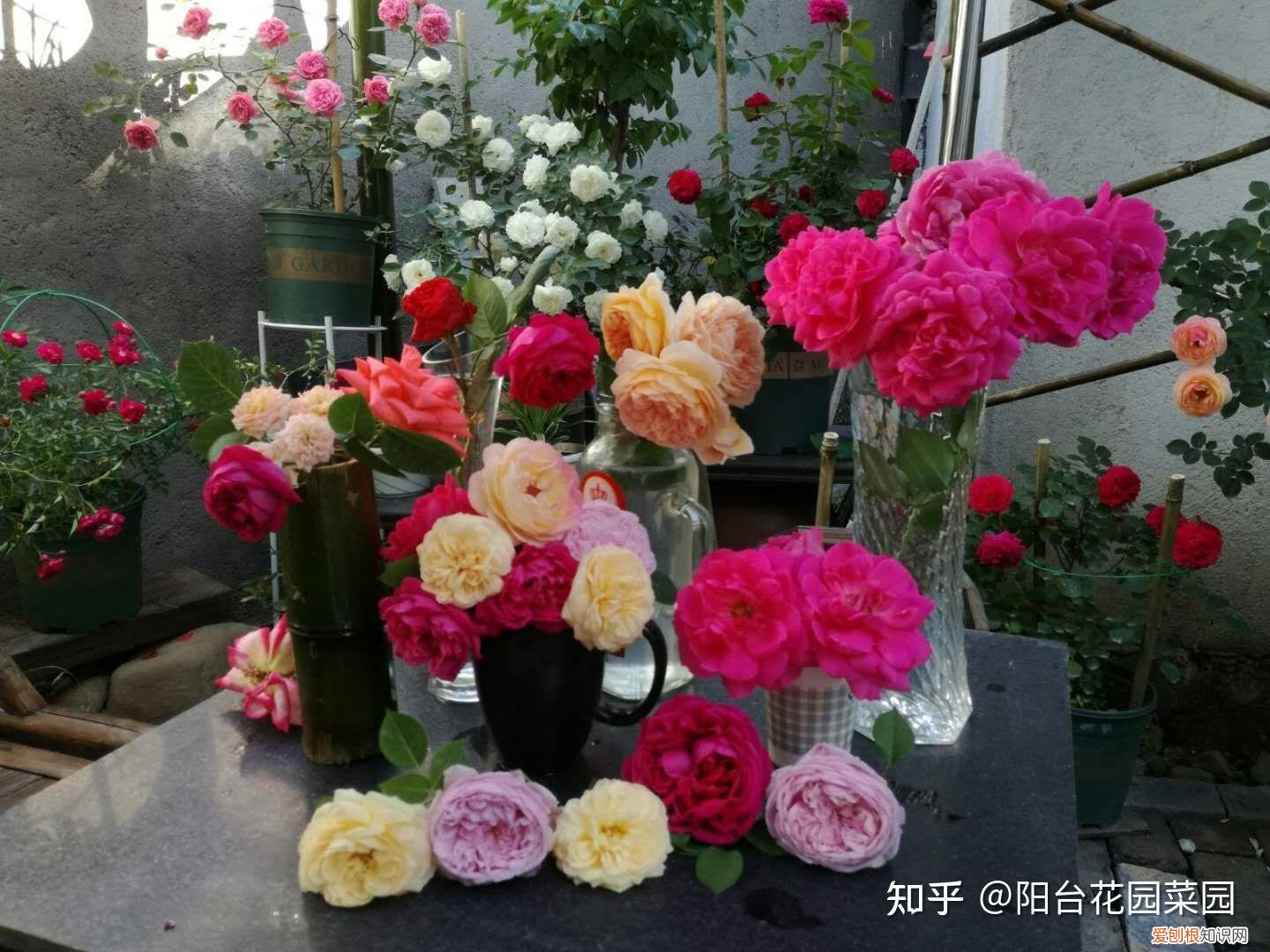 阳台如何种花与盆栽，养花牢记“3口诀”，啥花都能养好，阳台变花园，四季花不败
