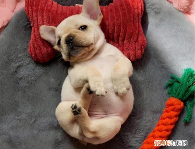 学会有效撸狗手法,让狗子彻底爱上你!