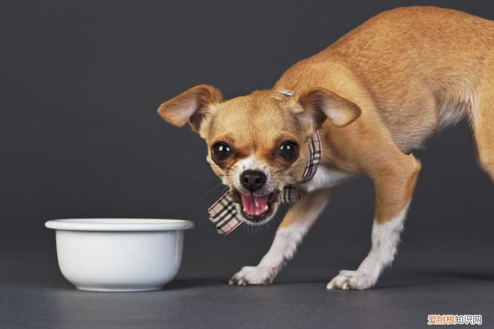 学会有效撸狗手法,让狗子彻底爱上你!