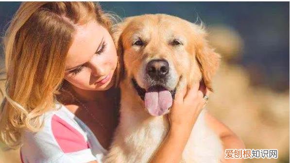 学会有效撸狗手法,让狗子彻底爱上你!