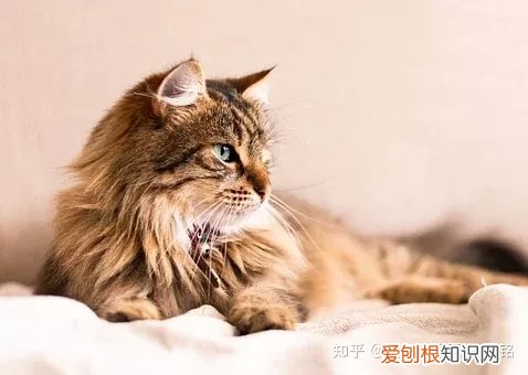 猫狗一定要驱虫吗，宠物知识科普：猫狗为什么要驱虫？养宠家长看过来！