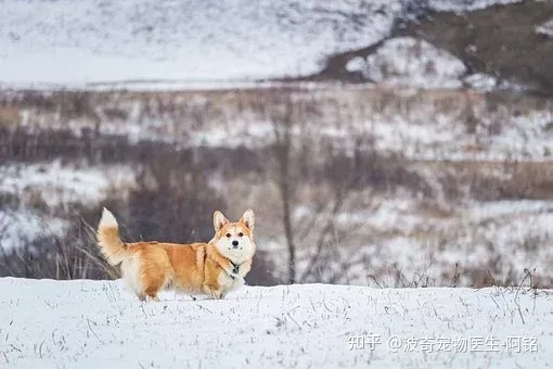 猫狗一定要驱虫吗，宠物知识科普：猫狗为什么要驱虫？养宠家长看过来！