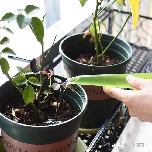 室内花好养活，干货| 室内养花，记住这八点，养活1000盆花！