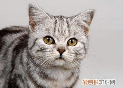 邯郸宠物类网站建设策划方案公示，邯郸宠物类网站建设策划方案