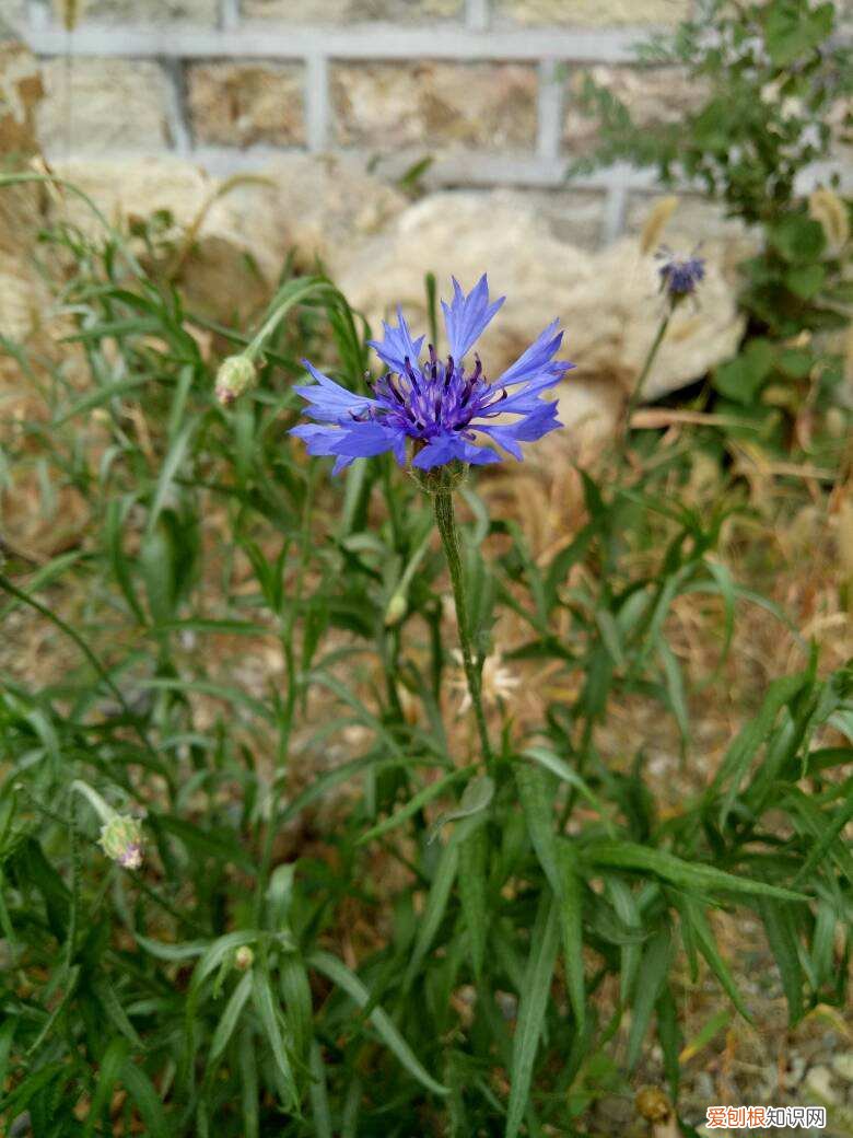 矢车菊多少天开花，春天就要养矢车菊，几块钱就能开成花海，邻居看了都羡慕