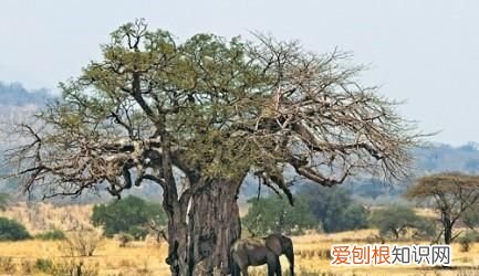 非洲大草原上的猴面包树图片,非洲猴面包树图片大全