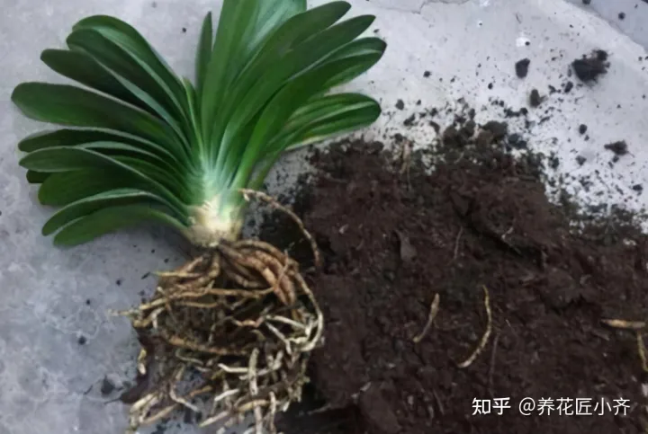 养花技巧及知识大全详解,总结养花“十大问题”,只要学会,你就是养花大神