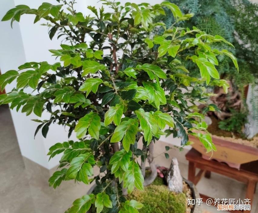 养花技巧及知识大全详解,总结养花“十大问题”,只要学会,你就是养花大神