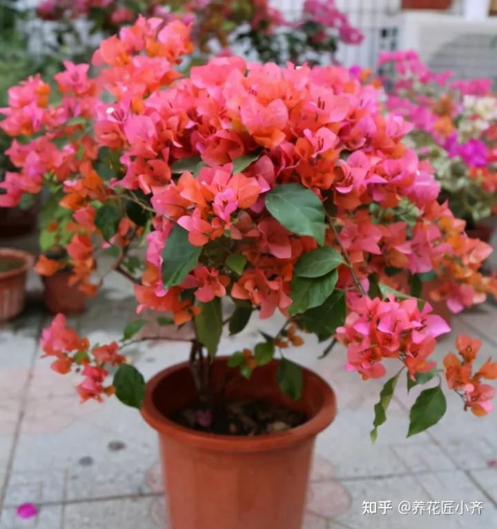 养花技巧及知识大全详解,总结养花“十大问题”,只要学会,你就是养花大神