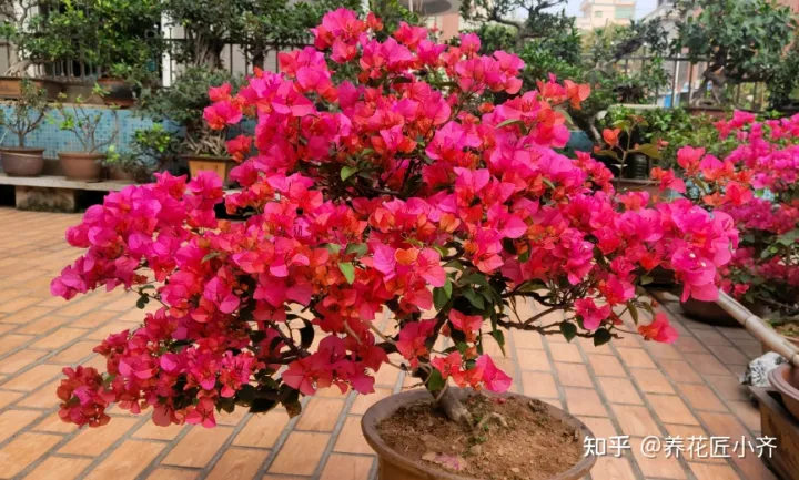 养花技巧及知识大全详解,总结养花“十大问题”,只要学会,你就是养花大神