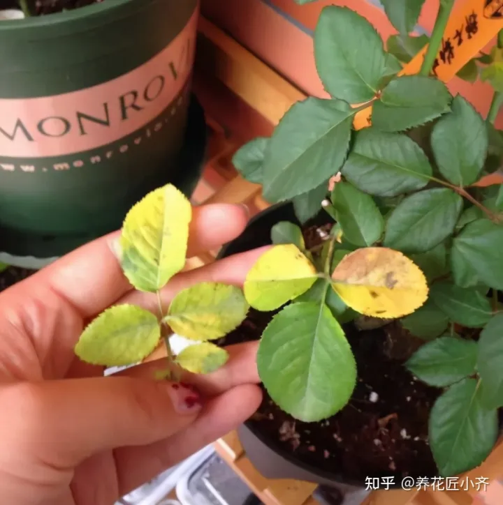 养花技巧及知识大全详解,总结养花“十大问题”,只要学会,你就是养花大神