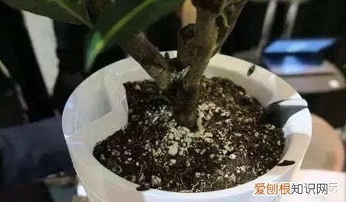 怎么种花种花，【干货】怎么把花养得漂亮是个技术活，看完你就会了！