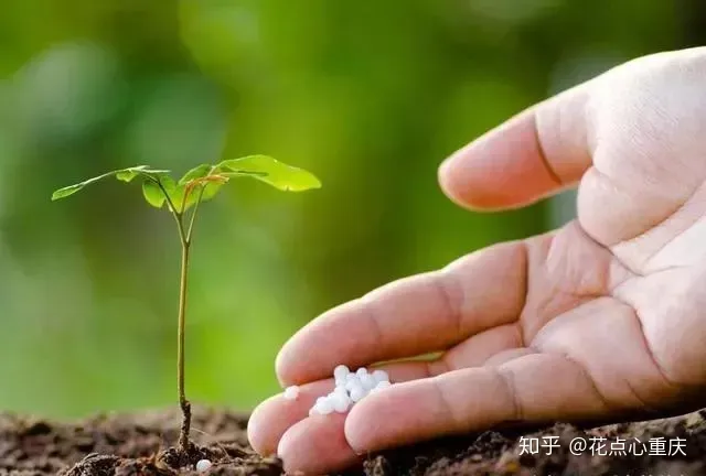 怎么种花种花，【干货】怎么把花养得漂亮是个技术活，看完你就会了！