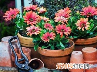 养花费钱不，家庭养花其实根本不需要花钱，这4个“诀窍”，一般人不会告诉你