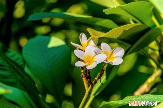 对身体好的花卉植物，身体不好，“赶紧”养5种花，好养好看，关键是“有益健康”