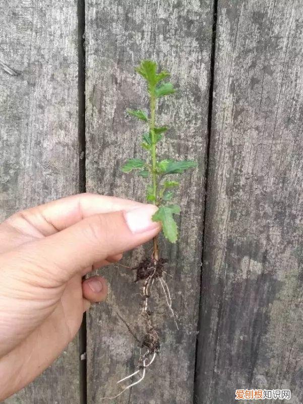 天竺葵又矮又勤花的品种，让天竺葵、矮牵牛、三角梅开满怀的诀窍，一学就会